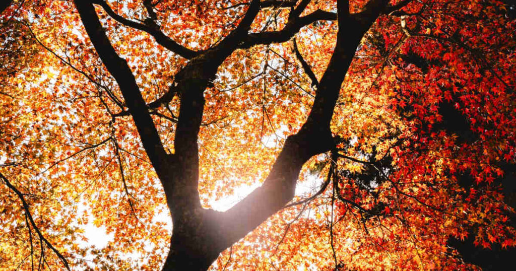 紅葉